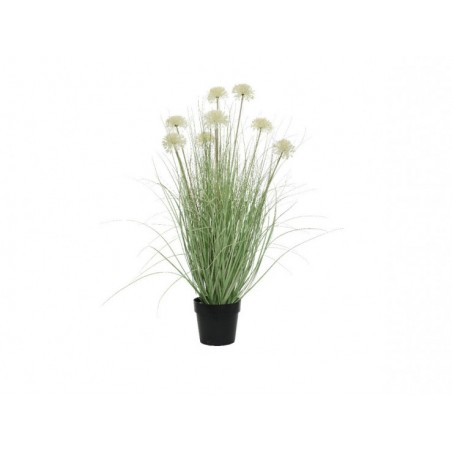 Herbe allium en pot plastique