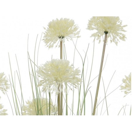 Herbe allium en pot plastique