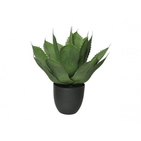 Agave parrasana en pot...