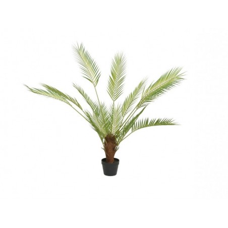 Palmier en pot