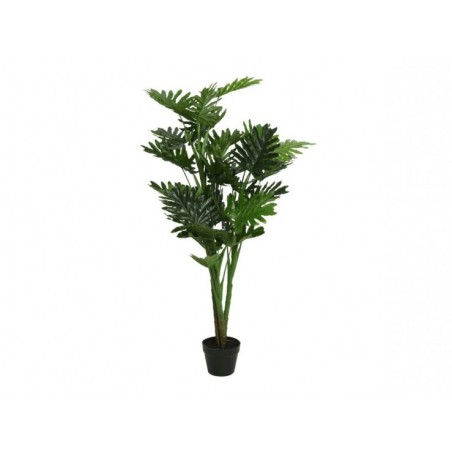 Philodendron en pot...