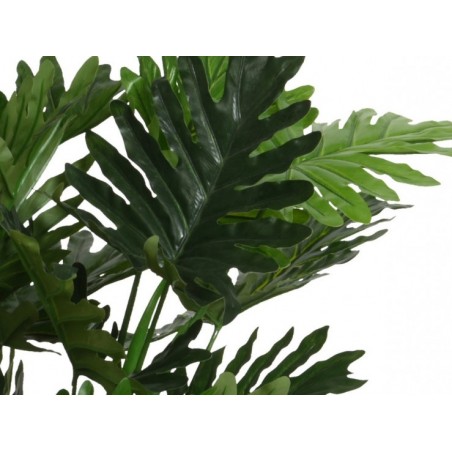 Philodendron en pot...