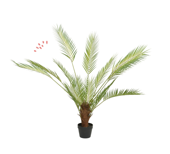 Le charme du palmier