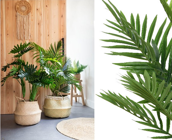 Le charme du palmier