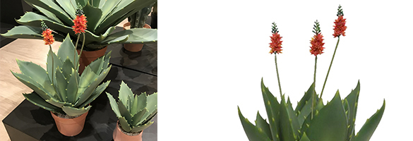 Une agave qui n'est pas en sucre !