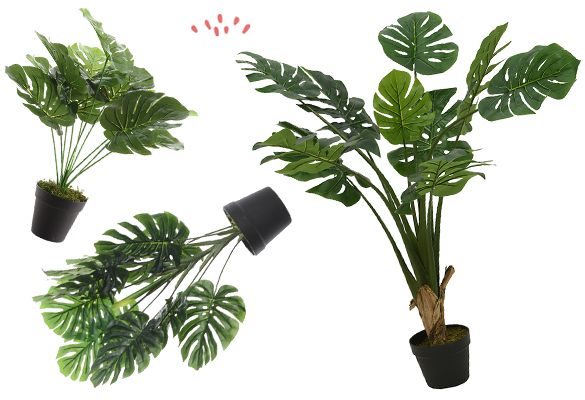 Il y a un monstera sous le lit !