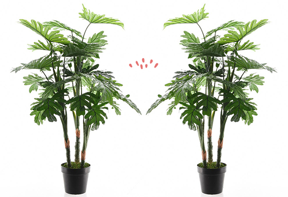 Le Philodendron ? Il n'y en a jamais (a)racées !