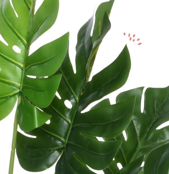 La plante qui n'est pas dure de la feuille