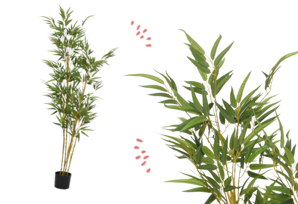 Une plante décorative apaisante