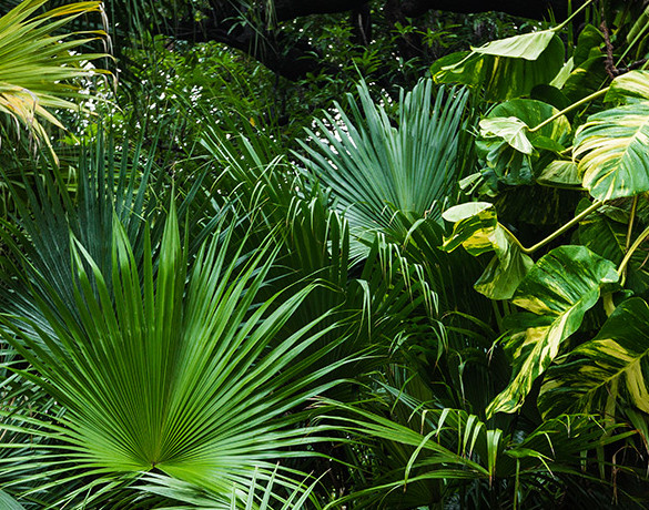 Zoom sur le papier peint Sunny Jungle